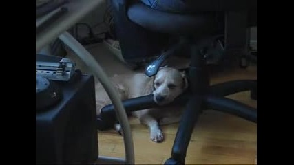Our Dreaming Dog,  Pixie.flv