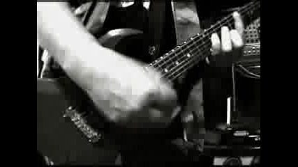 American Dog - Rock - N - Roll Dog