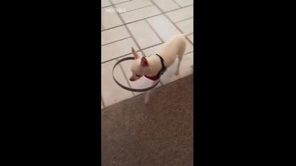Сляпо кученце се опитва да се ориентира къде да ходи !