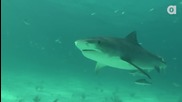 Какво прави Бичите акули опасни?
