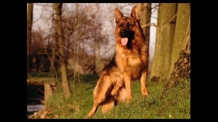 Немска Овчарка - Нок - Alsatian dog - German Shepherd