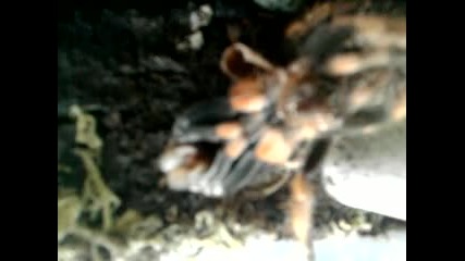 Смяна на кожа на тарантула(brachipelma baumgarteni)