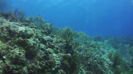Гмуркане край Мексико 