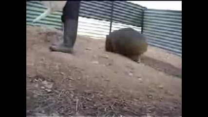 Дебело сладко животинче!