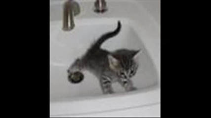 Смешни Котки