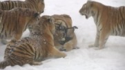 Пълнички сибирски тигри гонят електронна птица