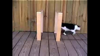 Котка Прави Илюзия 