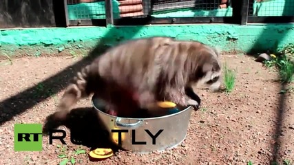 Миещи мечки обожават да мият чаши и чинии