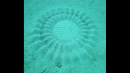 Риба създава шаблон на морското дъно!