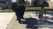 Бебе разхожда голямо куче