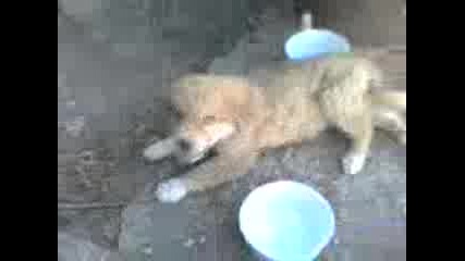 Video - 0002.3gp