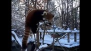 Червени панди играят в снега в зоопарка в Синсинати