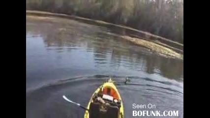 Птица напада рибар Смях
