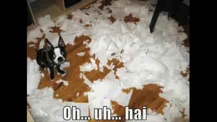 Funny Dogs 6