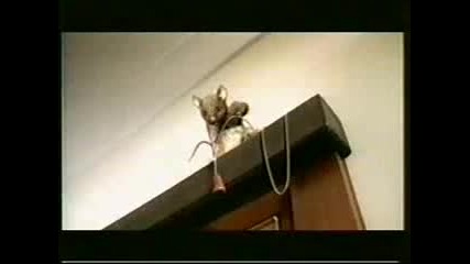 Мишка скачаща с бънджи 