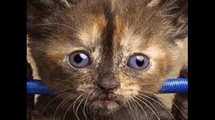 Very Funny Cats