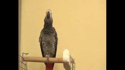 Papagala Koko