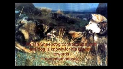 Illyrian Sheepdogs