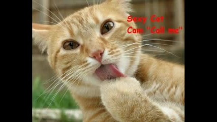 Смешни Котки!