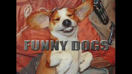 Funny Crazy Dogs