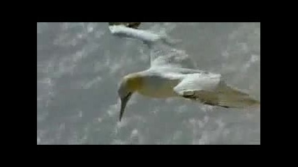 Joe Dassin - Lalbatros 