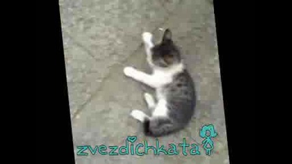 {^.^} sladko kote {^.^}