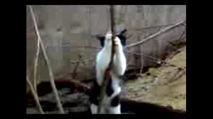 Смях!!!котка прави стрийптийз!!!!