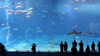 Най - големият аквариум в света - красива гледка 