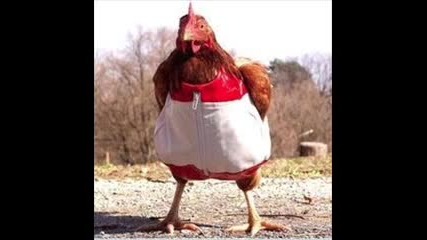 2012 Кокошка кючек Яко!!кокошката Е Най Големия Хищник На Земята :d