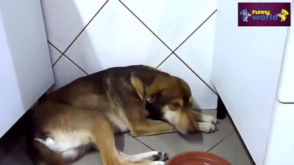 Компилация Смях - Speaking dogs Compilation 2015