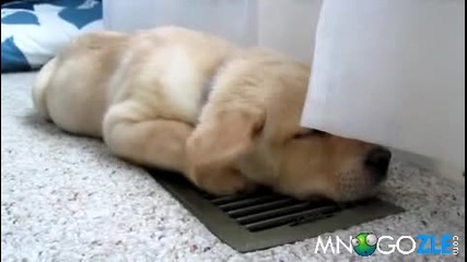Кутре се охлажда на климатик