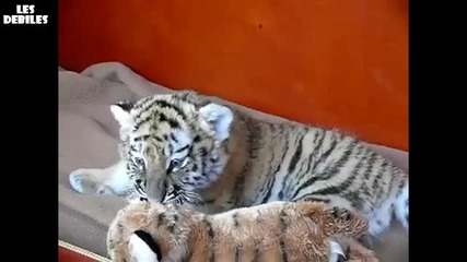 Сладко Бебе Тигърче