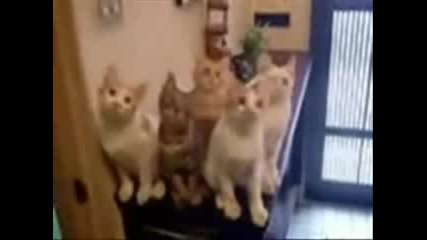 Много смешни кадри 