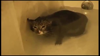 Котка във вана