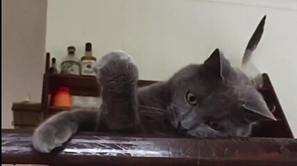 cat меме