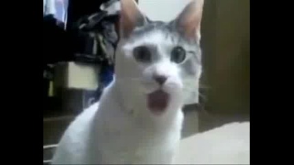 омг .. котка среща драматичен лемур (смях)