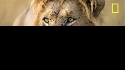 Warriors for Conservation