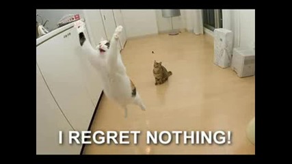 Смешни Котки Картинки (смях) 100 %