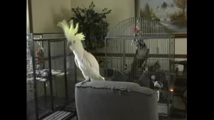Snowball Танцува На Stevie Nicks