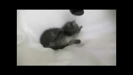 лошо коте получава плесница от майка си