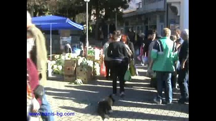 Обучение на куче. Школата за обучение на кучета и техните собственици Canis представя Макс 