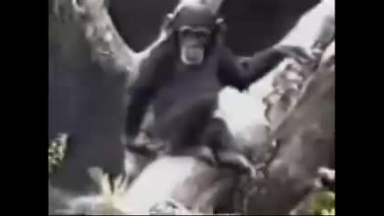 Луда маймуна 