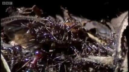 Summons of the Queen ant - Ant Attack - Bbc 