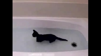 Луда котка, която обича водата 