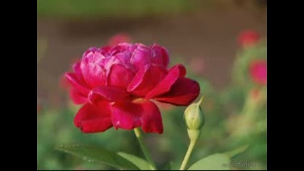 The Rose - Manos Hadjidakis