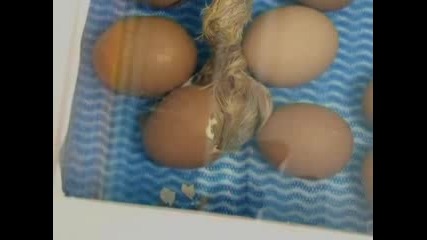 Как се излюпва кокоши яйце
