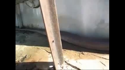 Намериха най дългата змия мъртва