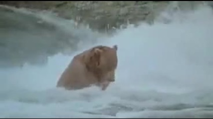 Мечки на лов
