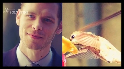 Klaus + Hummingbird Romantic (humor-ish )