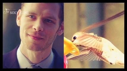 Klaus + Hummingbird Romantic (humor-ish )